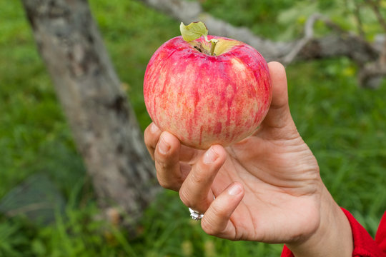 A woman hand is holding an apple