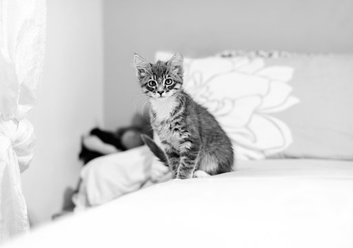 Timid kitten on top of the bed