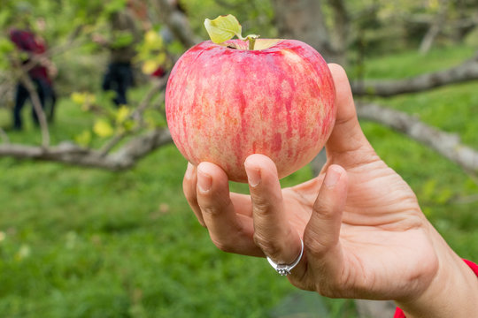 A woman hand is holding an apple