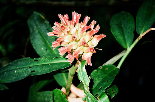 Exotic Plant