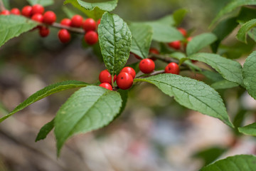Beautiful fall fruits in the color of Christmas