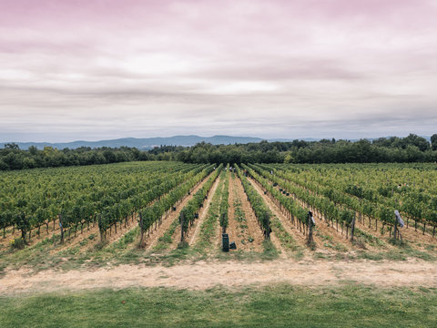 vineyard in tuscany