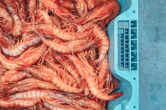 Gambas, at the fish market