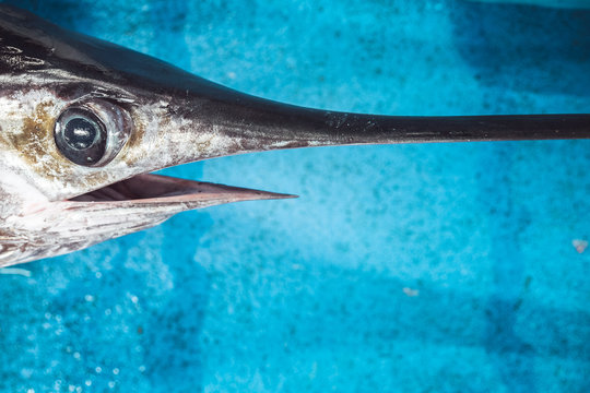 Close up of swordfish