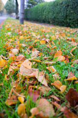 Autumn time leaves and lush foliage in and around a busy city