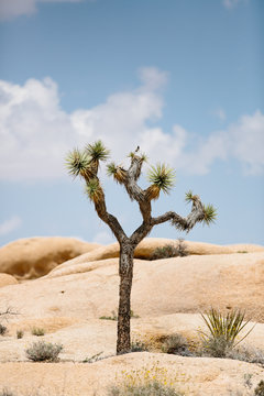 Single Joshua Tree growing among bright desert rocks with bird on top