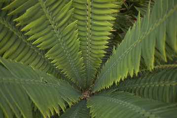 Dioon spinulosum