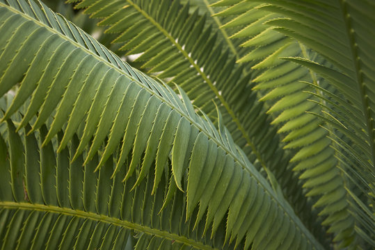 Dioon spinulosum