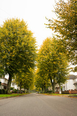 Autumn time leaves and lush foliage in and around a busy city