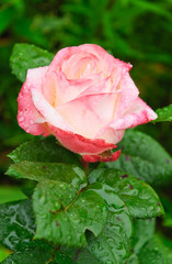 Beautiful pale pink rose in water drops after a rain