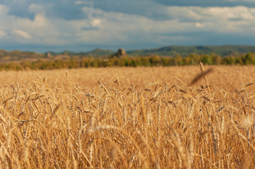 wheat field in mountains on sunset