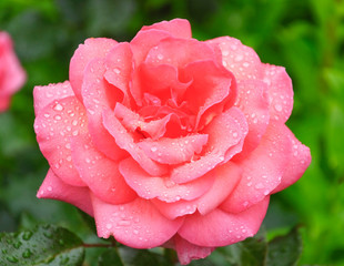 Beautiful large pink rose in water drops after a rain