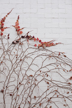 red leaves of a climbing plant against a white brick wall in fall / autumn
