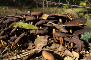 Mushroom on autumn forest floor with dry leaves