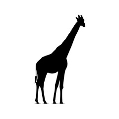Silhouette of standing giraffe.