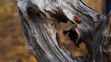 Two ladybag. Ladybug close-up - 176883822