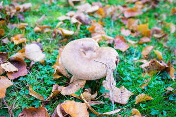 Mushrooms growing in a meadow at Autumn time, UK.