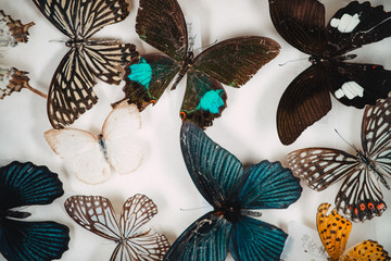 butterfly specimen collection