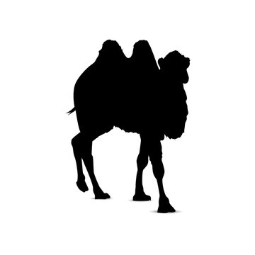 Silhouette of running camel.