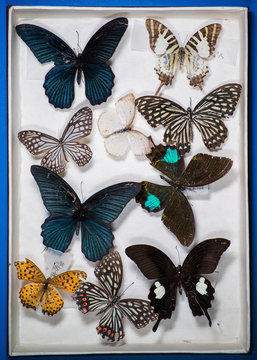 butterfly specimen collection