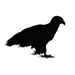 Silhouette of standing eagle.