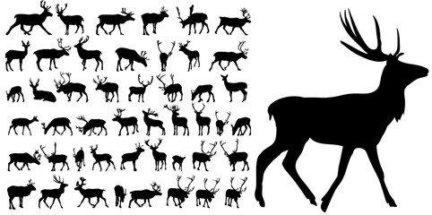 silhouette of deer, collection