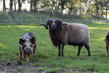 Big horned long hair sheep in a field of grass