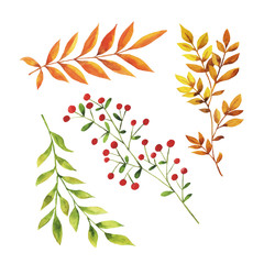Set of forest autumn branches and leaves isolated on white background. Hand drawn watercolor vector illustration.