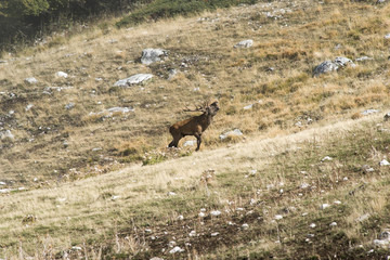 Cervo nel periodo degli amori - Parco Velino Sirente Abruzzo