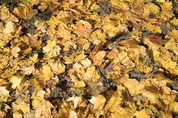 Background of colorful autumn leaves on forest floor