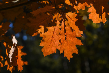 Autumn leaves on a beautiful sunny autumn day