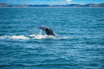 Fototapeta premium A whale is diving and showing its big tail. (Kaikoura, NZ)