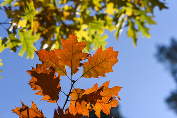Naklejka na ściany i meble Autumn leaves on a beautiful sunny autumn day