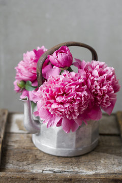 Pink Peony