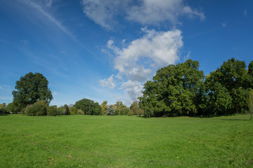 Fototapeta premium Autumn time in a park surrounded by lush foliage in the countryside, Daytime, UK.