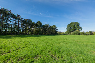 Autumn time in a park surrounded by lush foliage in the countryside, Daytime, UK.