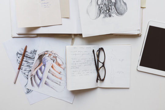 Anatomy Research