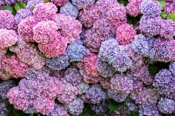 hortensias gros plan