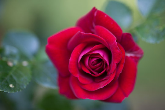 Rote Rose