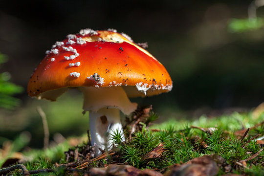 fliegenpilz