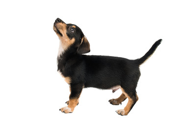 puppy dachshund isolated