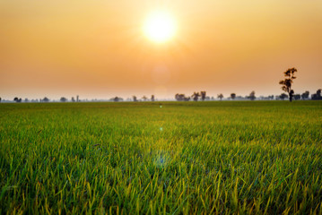 Green rice field at sunset