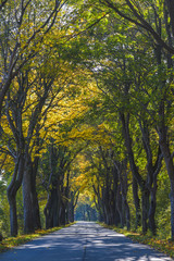 Fototapeta na wymiar Road in the tunnel of trees in autumn