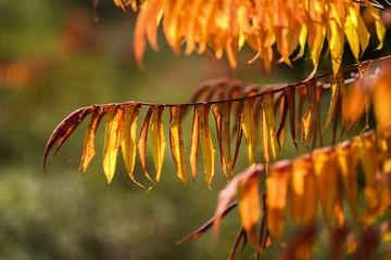 Autumn leaves on a beautiful sunny autumn day