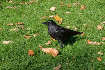 einzelne Rabenkrähe auf einer herbstlichen Wiese