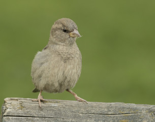 house sparrow