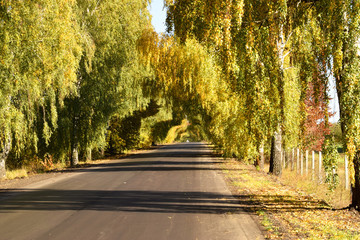 Naklejka premium a tunnel of trees in autumn