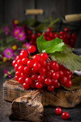 fresh berries of viburnum. Selective focus. Rustic style.