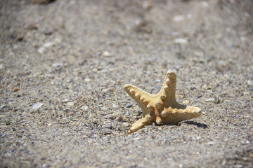 Seastar or sea starfish standing in beach sand. Star fish on background with copy space.