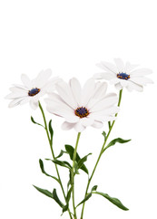 Osteosperumum Flower Daisy Isolated